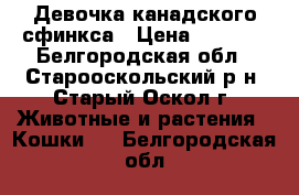 Девочка канадского сфинкса › Цена ­ 3 000 - Белгородская обл., Старооскольский р-н, Старый Оскол г. Животные и растения » Кошки   . Белгородская обл.